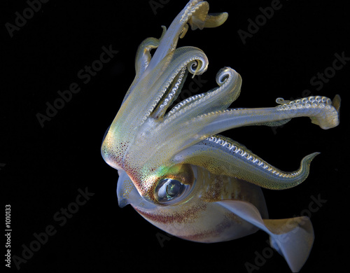 squid
