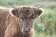 highland cow highland cow
