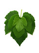 three grape leaves