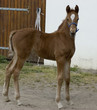 fohlen 5