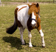 pony auf der weide