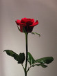 rose rouge