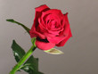 rose rouge