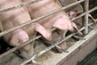 pigs
