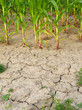 corn and drought 3