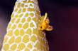 honeycomb bee honeycomb bee