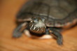 winnie the turtle winnie the turtle
