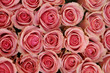pink roses