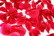 scattered petals