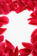 petal frame