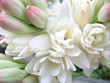 white tuberose