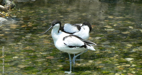 Photo: avocet avocet