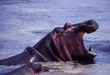 hippo hippo