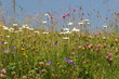 traumhaft schöne alpenblumenwiese