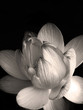 Photo en ligne au meilleur prix lotus