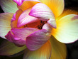 Photo en ligne au meilleur prix lotus