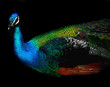 Photo en ligne au meilleur prix peacock