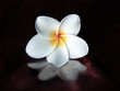 Photo en ligne au meilleur prix plumeria