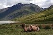 resting camel