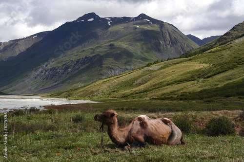resting camel