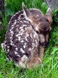 brand new fawn