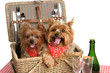 picnic basket of puppies