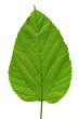 big tree leaf texture big tree leaf texture