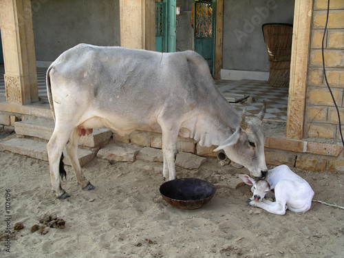 new born calf