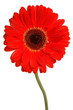 gerbera on white