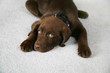 lazy dog lazy dog
