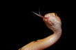 tiger snake tiger snake