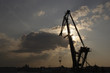 urban giraffe urban giraffe