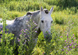 white andalucian horse in overgrown field in spain