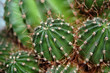 Foto: cactus cactus