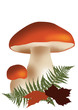 cèpes