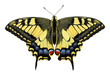big swallowtail big swallowtail