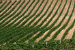 vignoble