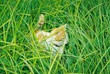 a cat in grass