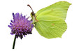 brimstone on the flower brimstone on the flower