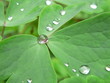 wassertropfen