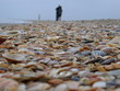 meer von muscheln