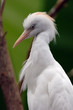 cattle egret