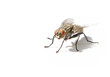diptera (house fly)