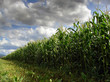 dramatic sky in corn field