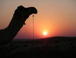 sunrise with camel. india.