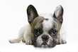 bouledogue français