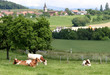 vache 04 vache 04