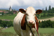 vache 03 vache 03