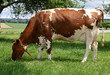 vache 01 vache 01