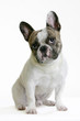 bouledogue français